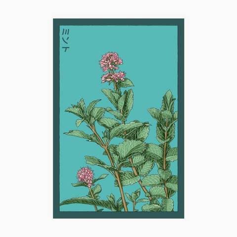 Shido Seeds Mint Seeds Packet
