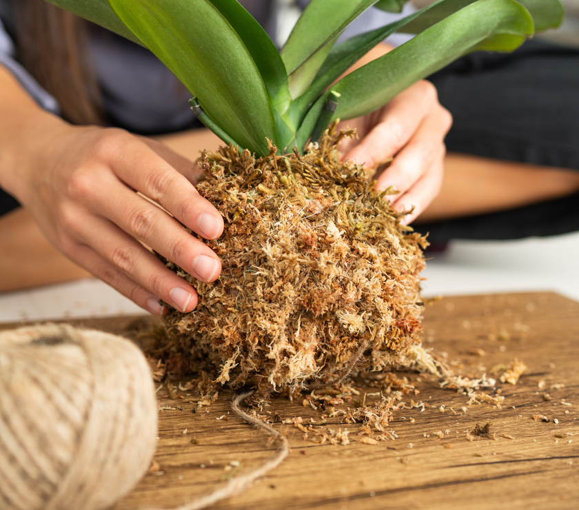 Premium Sphagnum Moss