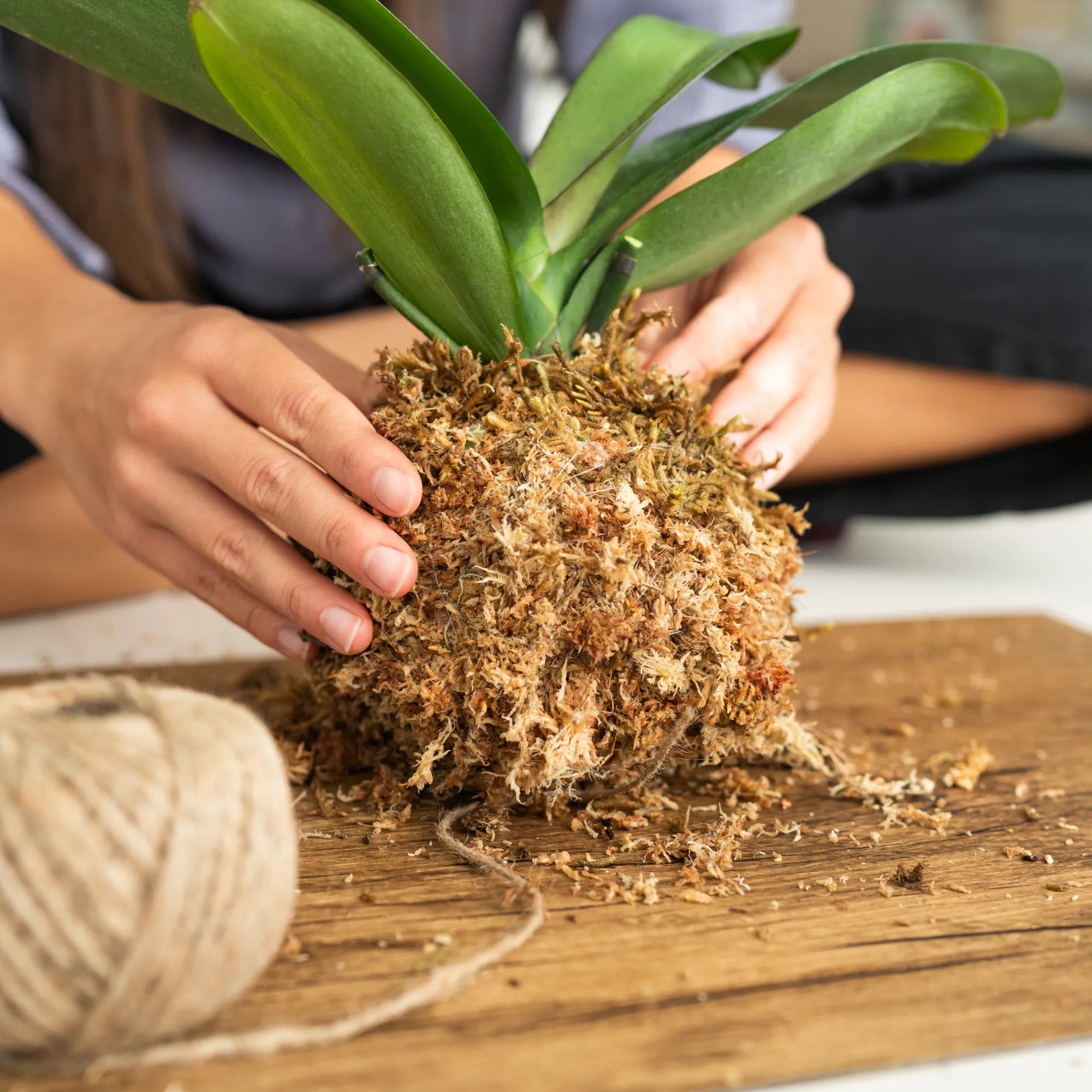 Premium Sphagnum Moss Mossify product_type art-noise.myshopify.com premium-sphagnum-moss Premium Sphagnum Moss Mossify  art-noise.myshopify.com premium-sphagnum-moss