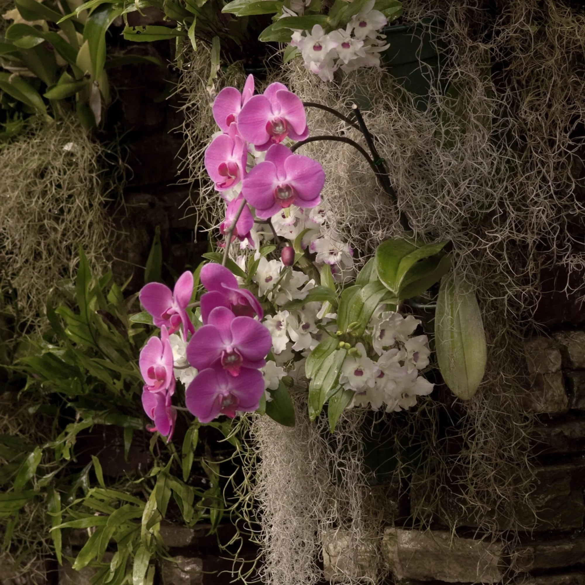 Premium Spanish Moss Mossify product_type art-noise.myshopify.com premium-spanish-moss Premium Spanish Moss Mossify  art-noise.myshopify.com premium-spanish-moss