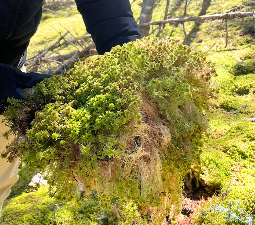 Natural Canadian Sphagnum Moss - Revita-Moss