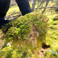 Natural Canadian Sphagnum Moss - Revita-Moss
