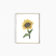 Sunflower II Emma Allen Design Studio Print art-noise.myshopify.com sunflower-ii