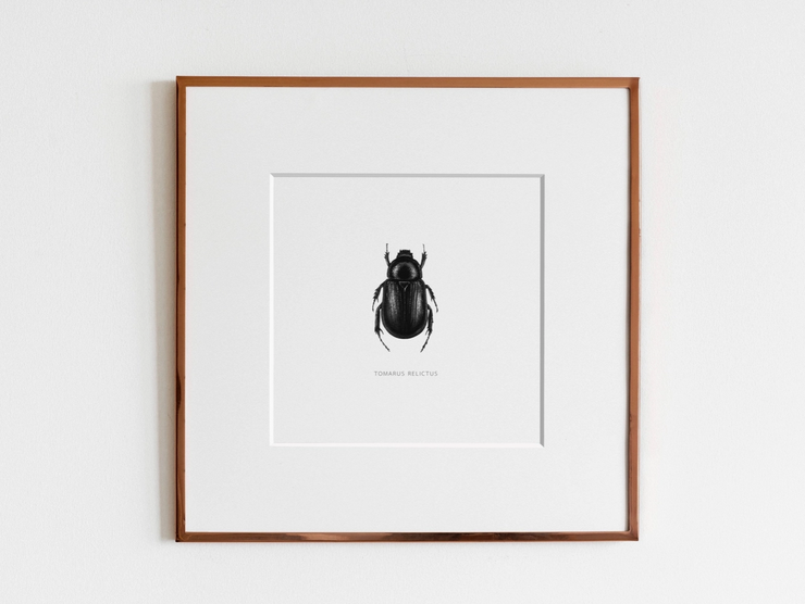 ElizabethAnnFrancis Tomarus Relictus Beetle 5X5"