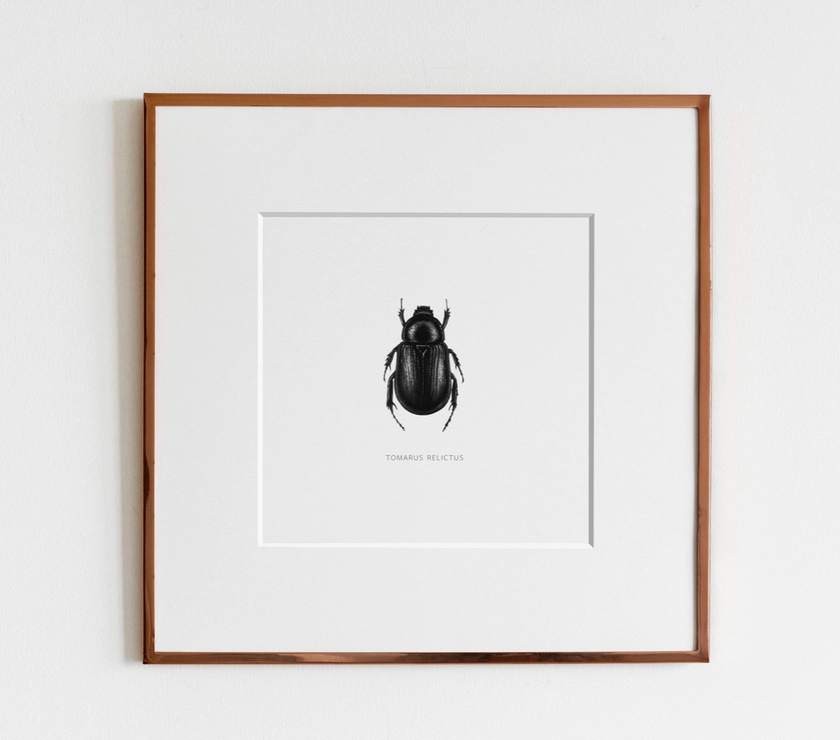 ElizabethAnnFrancis Tomarus Relictus Beetle 5X5" - Art Noise