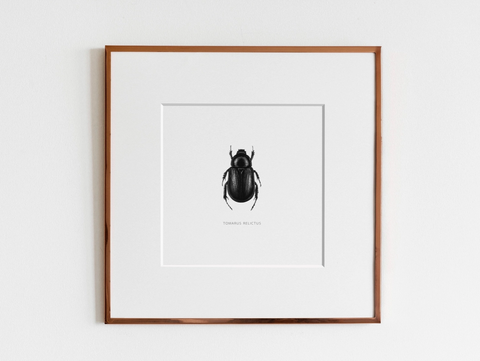 ElizabethAnnFrancis Tomarus Relictus Beetle 5X5" - Art Noise