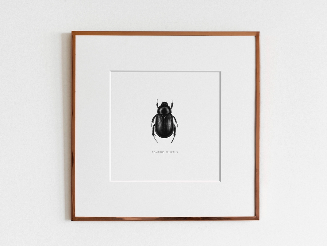 ElizabethAnnFrancis Tomarus Relictus Beetle 8X8" - Art Noise