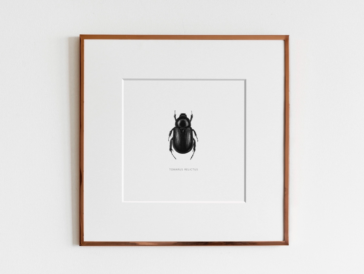 ElizabethAnnFrancis Tomarus Relictus Beetle 8X8&quot;