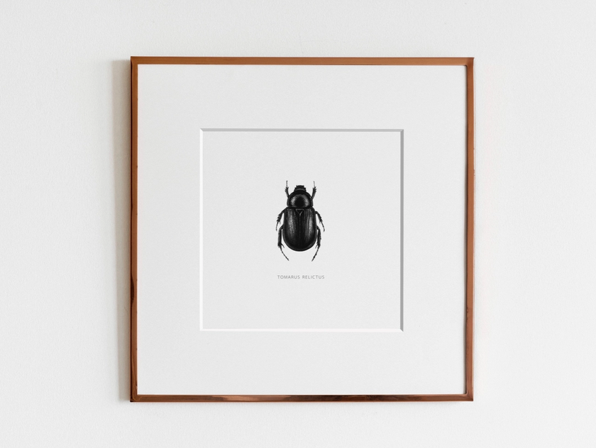 ElizabethAnnFrancis Tomarus Relictus Beetle 6X6" - Art Noise