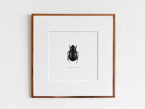 ElizabethAnnFrancis Tomarus Relictus Beetle 5X5" - Art Noise ElizabethAnnFrancis Tomarus Relictus Beetle 5X5" ElizabethAnnFrancis Fine Art Prints art-noise.myshopify.com elizabethannfrancis-tomarus-relictus-beetle-5x5 ElizabethAnnFrancis Tomarus Relictus Beetle 5X5" ElizabethAnnFrancis Fine Art Prints art-noise.myshopify.com elizabethannfrancis-tomarus-relictus-beetle-5x5