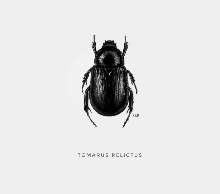 ElizabethAnnFrancis Tomarus Relictus Beetle 5X5" - Art Noise