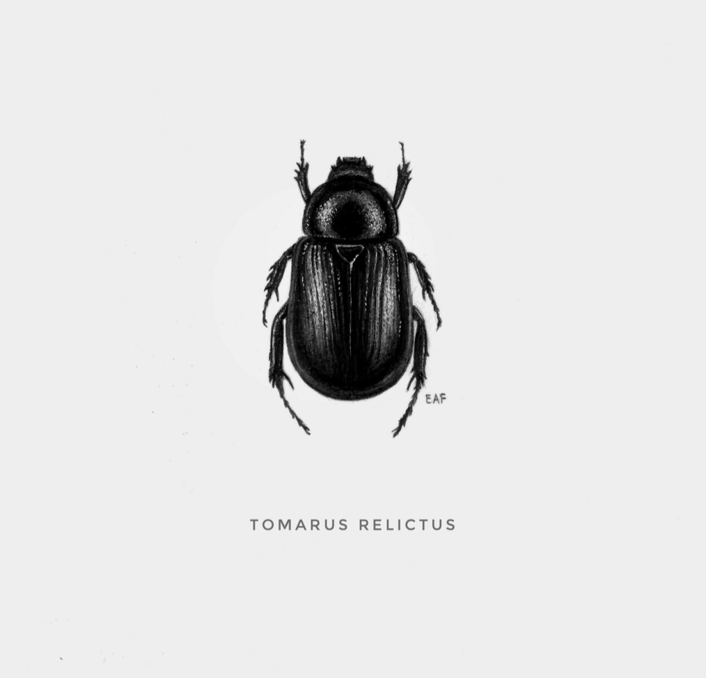 ElizabethAnnFrancis Tomarus Relictus Beetle 5X5"