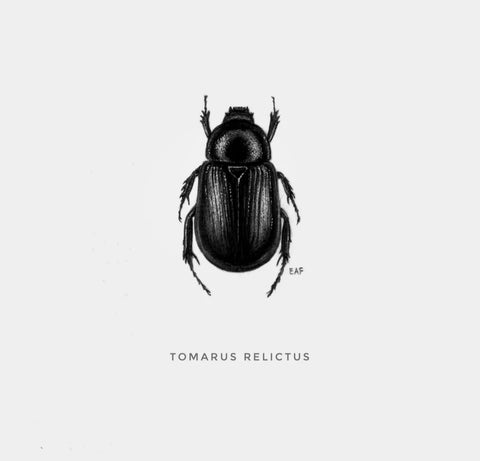 ElizabethAnnFrancis Tomarus Relictus Beetle 5X5" - Art Noise ElizabethAnnFrancis Tomarus Relictus Beetle 5X5" ElizabethAnnFrancis Fine Art Prints art-noise.myshopify.com elizabethannfrancis-tomarus-relictus-beetle-5x5 ElizabethAnnFrancis Tomarus Relictus Beetle 5X5" ElizabethAnnFrancis Fine Art Prints art-noise.myshopify.com elizabethannfrancis-tomarus-relictus-beetle-5x5