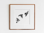 ElizabethAnnFrancis Tree Swallows 6X6" - Art Noise ElizabethAnnFrancis Tree Swallows 6X6" ElizabethAnnFrancis Fine Art Prints art-noise.myshopify.com elizabethannfrancis-tree-swallows-6x6 ElizabethAnnFrancis Tree Swallows 6X6" ElizabethAnnFrancis Fine Art Prints art-noise.myshopify.com elizabethannfrancis-tree-swallows-6x6