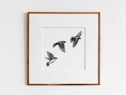 ElizabethAnnFrancis Tree Swallows 6X6" - Art Noise ElizabethAnnFrancis Tree Swallows 6X6" ElizabethAnnFrancis Fine Art Prints art-noise.myshopify.com elizabethannfrancis-tree-swallows-6x6 ElizabethAnnFrancis Tree Swallows 6X6" ElizabethAnnFrancis Fine Art Prints art-noise.myshopify.com elizabethannfrancis-tree-swallows-6x6