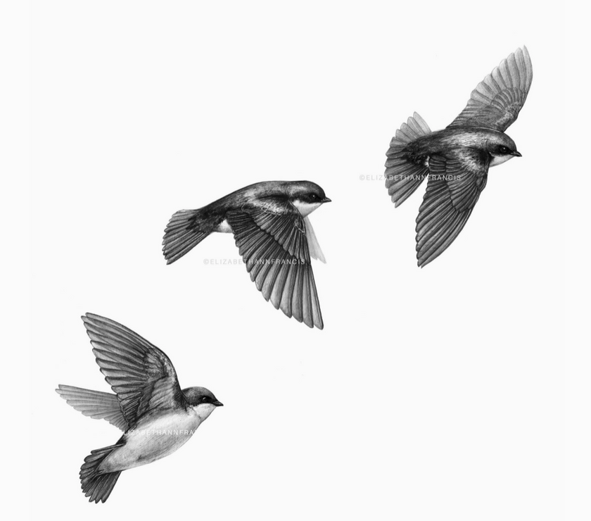 ElizabethAnnFrancis Tree Swallows 6X6" - Art Noise