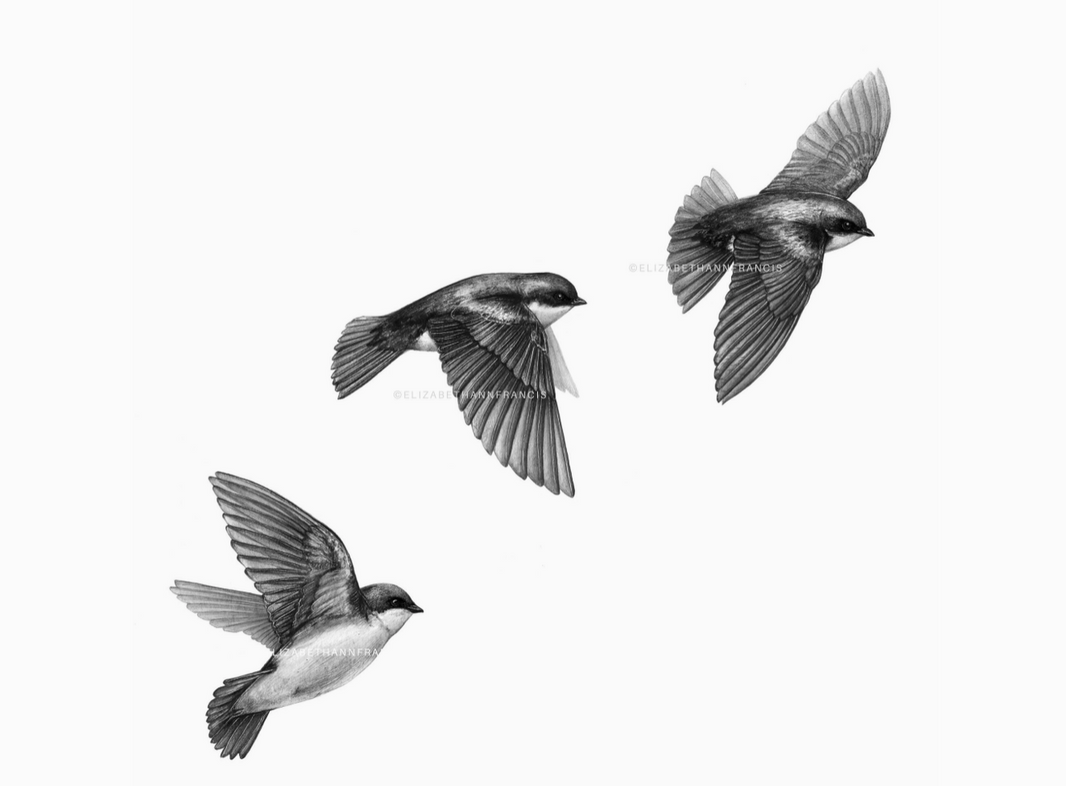 ElizabethAnnFrancis Tree Swallows 6X6"