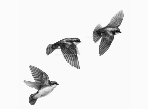 ElizabethAnnFrancis Tree Swallows 6X6" - Art Noise ElizabethAnnFrancis Tree Swallows 6X6" ElizabethAnnFrancis Fine Art Prints art-noise.myshopify.com elizabethannfrancis-tree-swallows-6x6