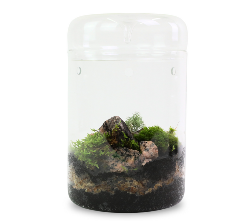 Natural Canadian Reindeer Moss - Revita-Moss