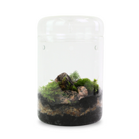 Natural Canadian Forest Moss - Revita-Moss (Pleurozium schreberi)