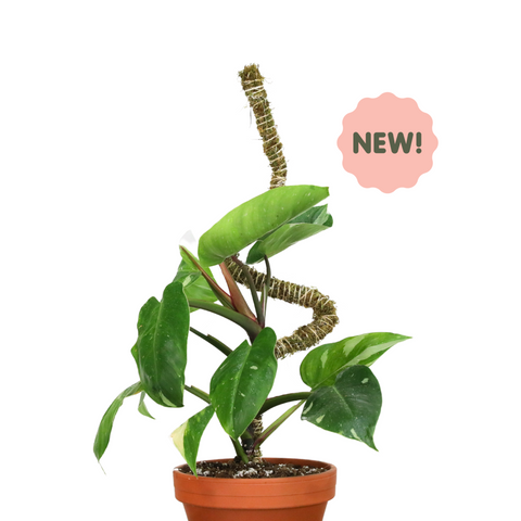 The Bendable Moss Pole™ 𝘛𝘏𝘐𝘕