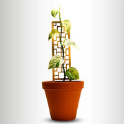 Tropical Squares Wooden Trellis Mossify Accessories art-noise.myshopify.com tropical-squares-wooden-trellis Tropical Squares Wooden Trellis Mossify Accessories art-noise.myshopify.com tropical-squares-wooden-trellis