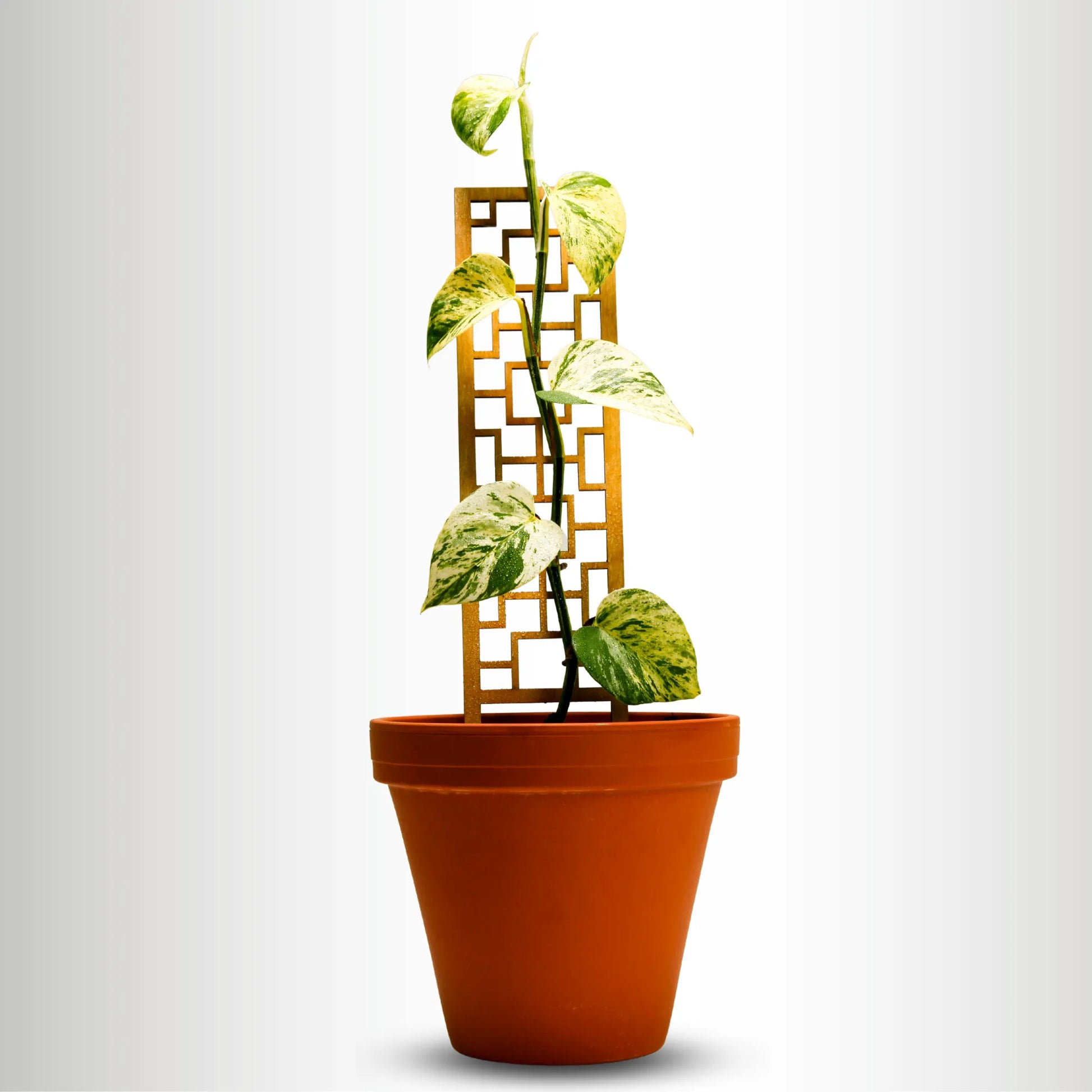 Tropical Squares Wooden Trellis Mossify Accessories art-noise.myshopify.com tropical-squares-wooden-trellis Tropical Squares Wooden Trellis Mossify Accessories art-noise.myshopify.com tropical-squares-wooden-trellis