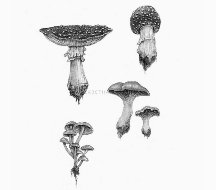 ElizabethAnnFrancis Woodland Mushrooms 6x6" - Art Noise