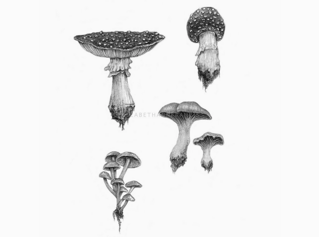 ElizabethAnnFrancis Woodland Mushrooms 6x6"