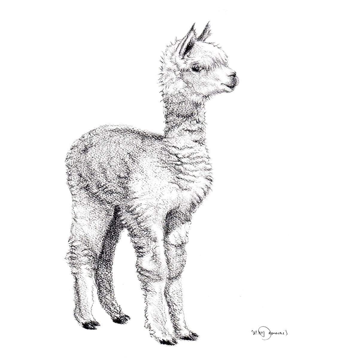 Adorable Alpaca