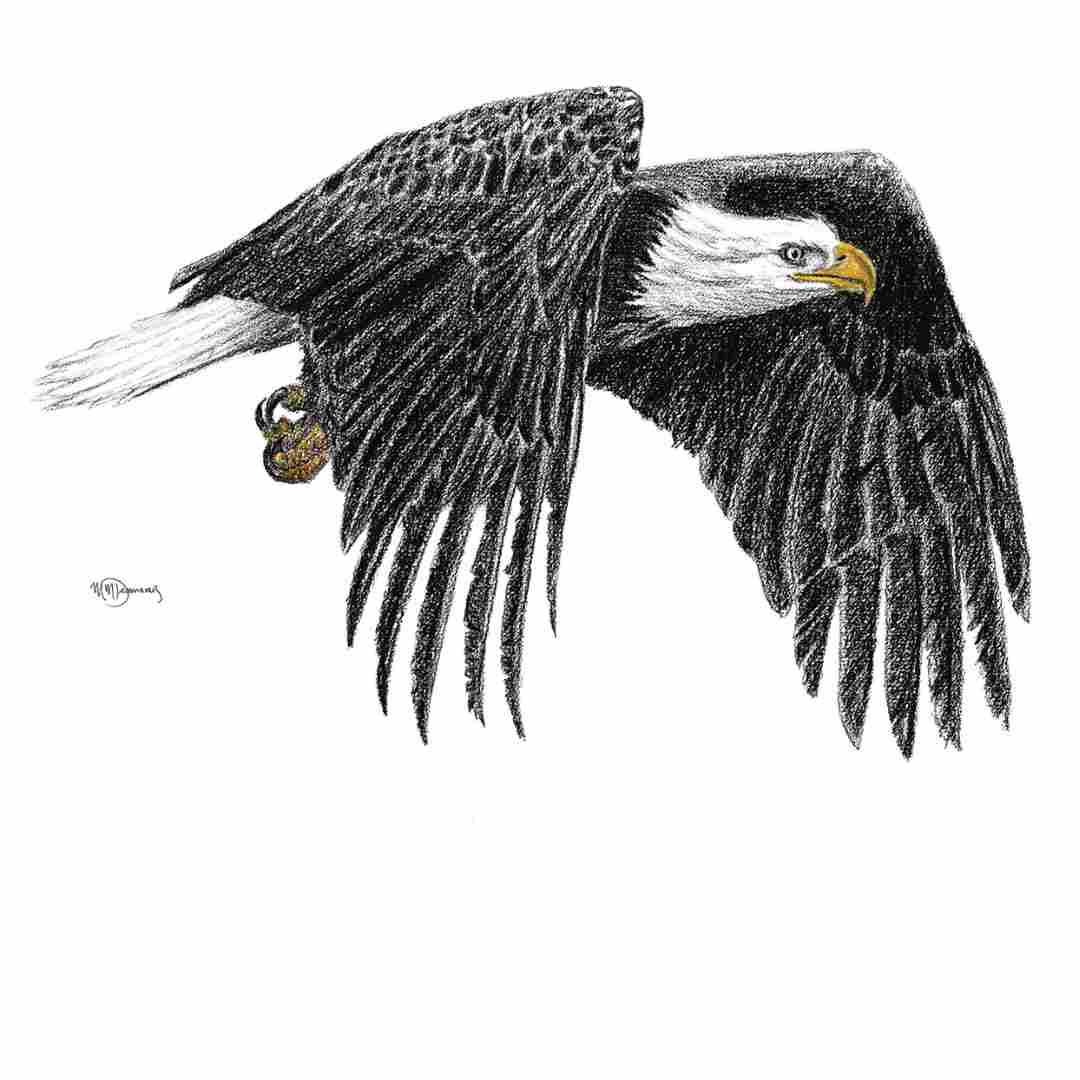 Bald Eagle Illustration