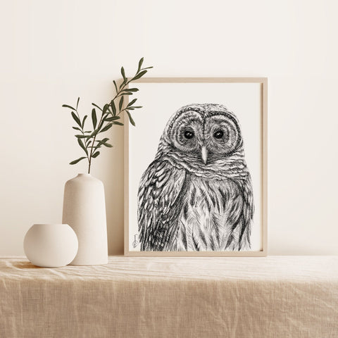 Barred Owl - Paper Print