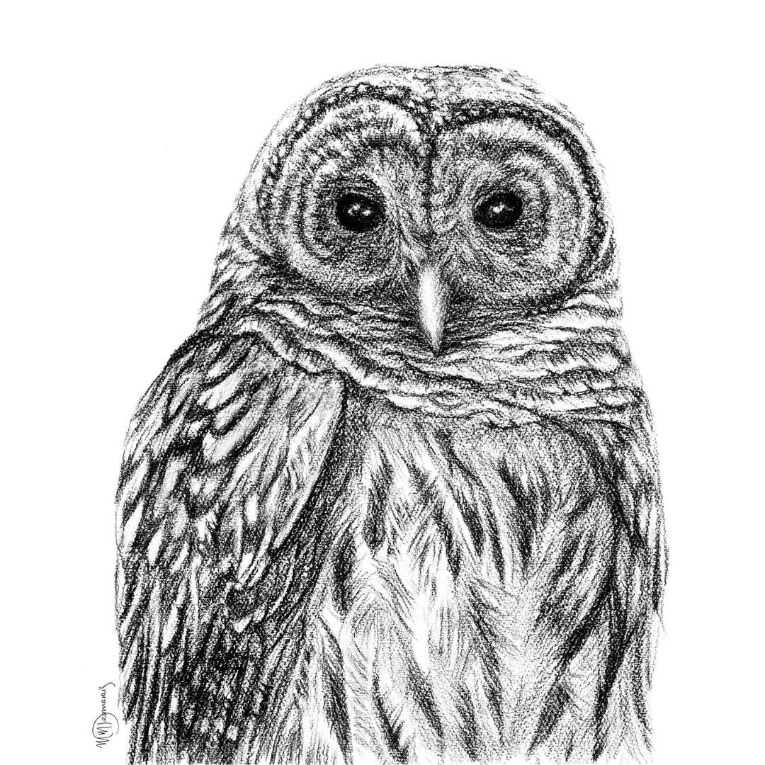 Barred Owl - Paper Print