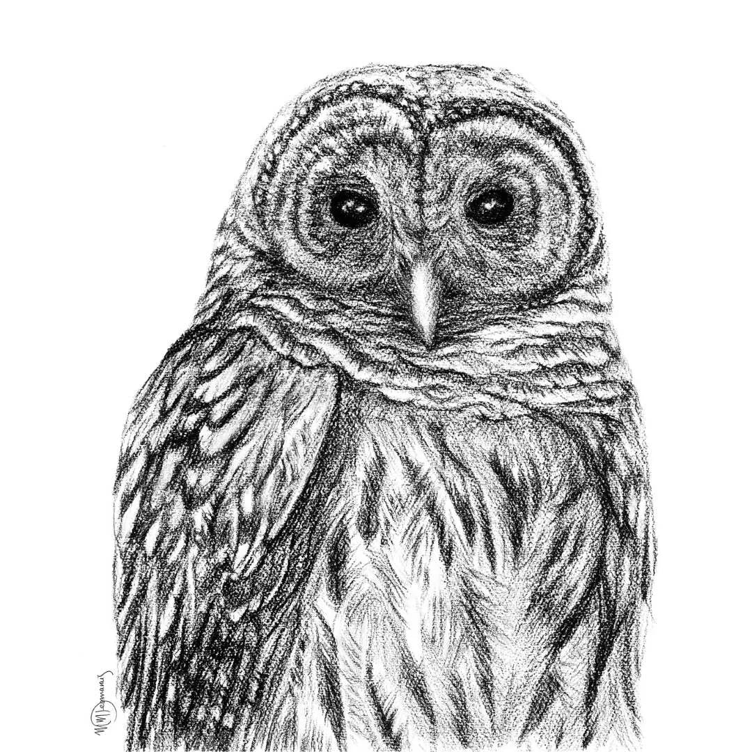 Barred Owl - Paper Print LE NID atelier illustration art-noise.myshopify.com barred-owl-paper-print Barred Owl - Paper Print LE NID atelier illustration art-noise.myshopify.com barred-owl-paper-print