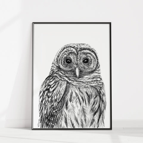 Barred Owl - Paper Print