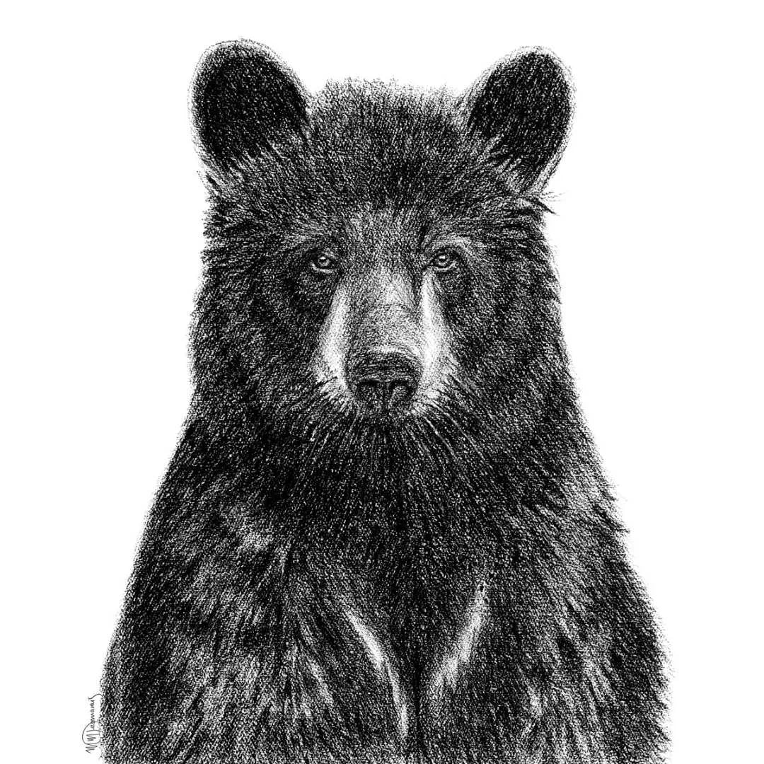 Black Bear Portrait LE NID atelier illustration art-noise.myshopify.com black-bear-portrait Black Bear Portrait LE NID atelier illustration art-noise.myshopify.com black-bear-portrait