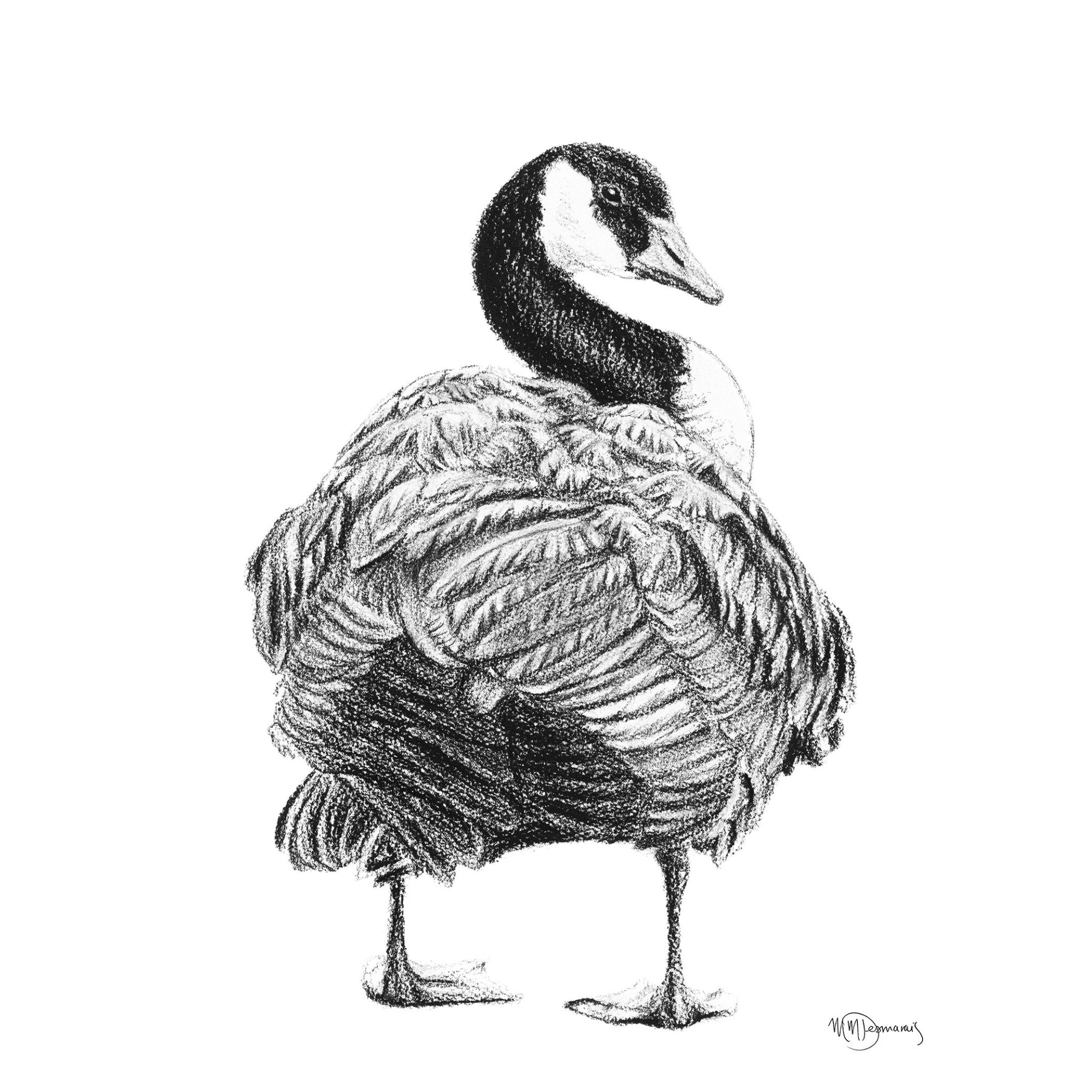 Canada Goose Illustration