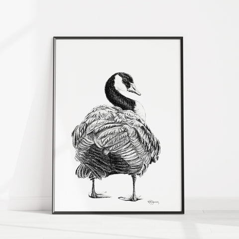 Canada Goose Illustration