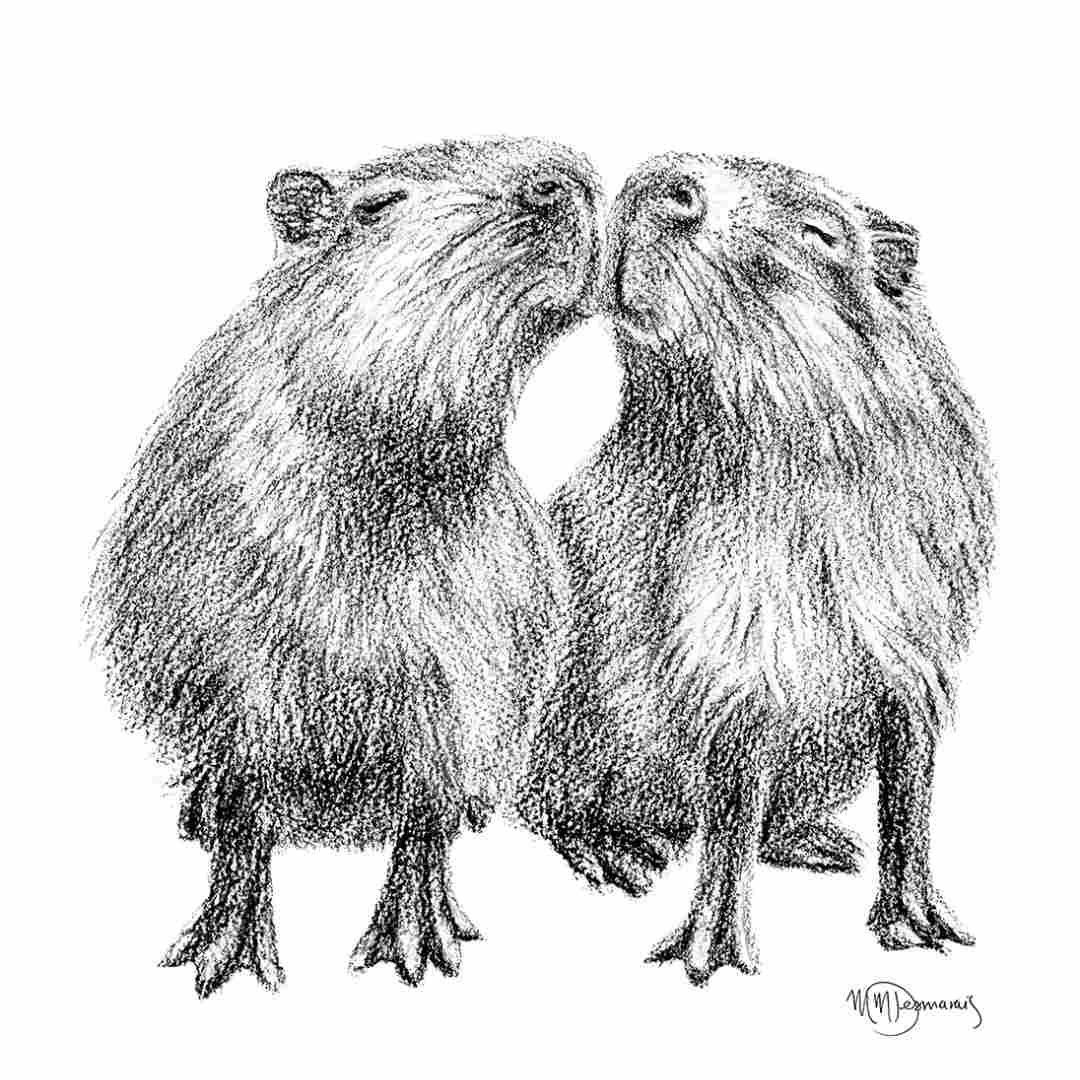 Capybaras Illustration
