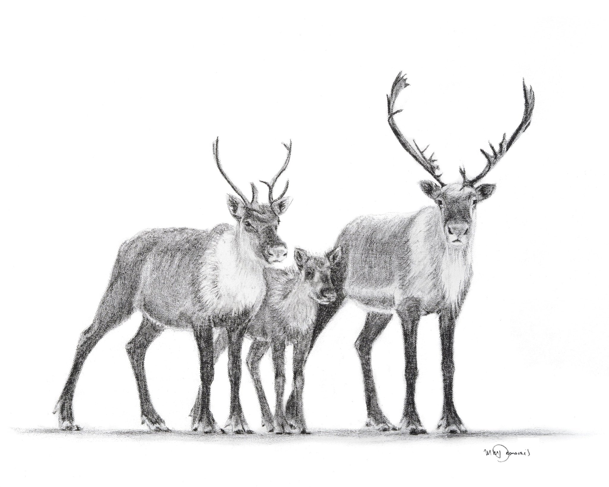Caribous Family