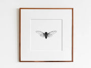ElizabethAnnFrancis - Canadian Cicada (Okanagana canadensis) Print - Art Noise ElizabethAnnFrancis - Canadian Cicada (Okanagana canadensis) Print ElizabethAnnFrancis Fine Art Prints art-noise.myshopify.com elizabethannfrancis-canadian-cicada-okanagana-canadensis-print ElizabethAnnFrancis - Canadian Cicada (Okanagana canadensis) Print ElizabethAnnFrancis Fine Art Prints art-noise.myshopify.com elizabethannfrancis-canadian-cicada-okanagana-canadensis-print
