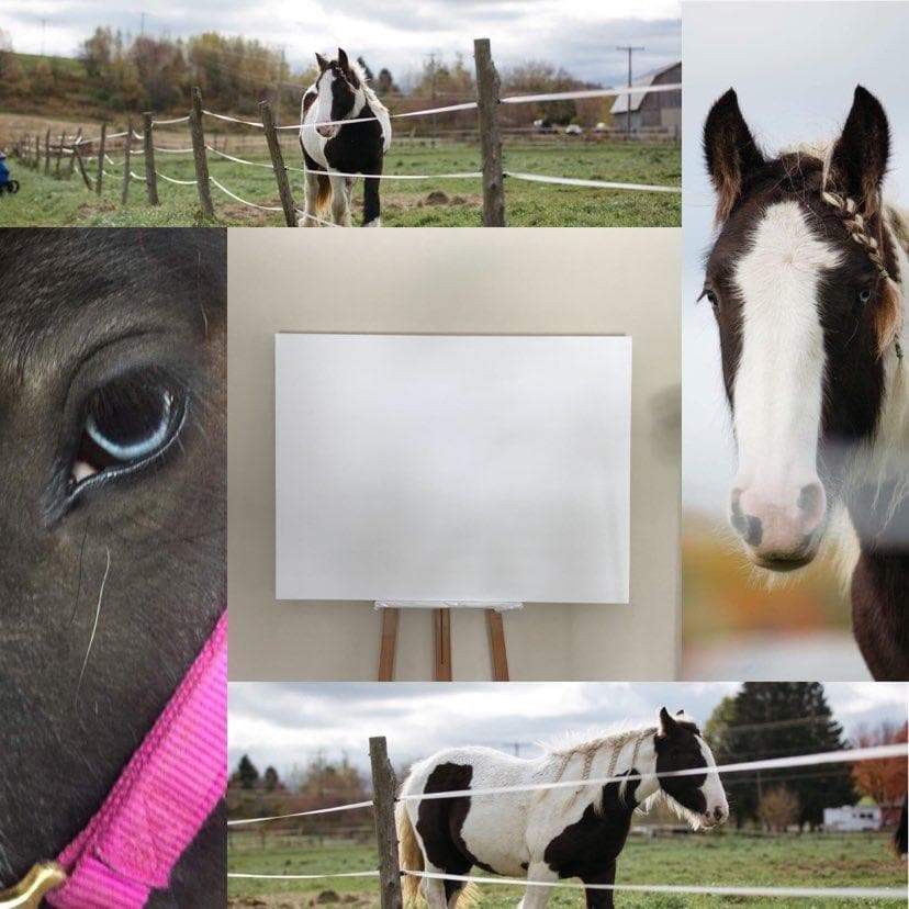 Cob Gypsy Horse