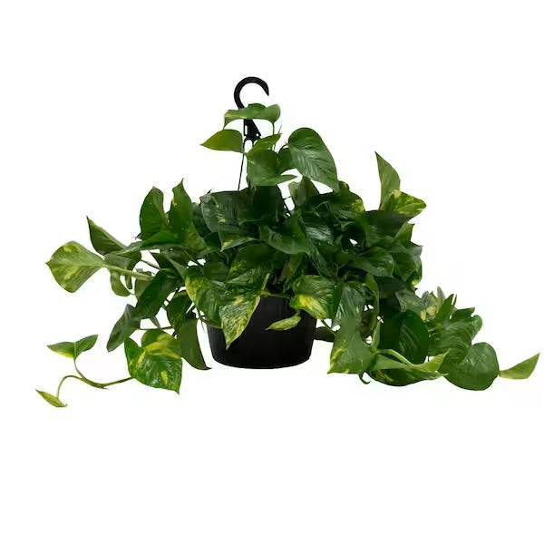 Marble Queen Pothos - Epipremnum Aureum Marble Queen Mygreenscape | Buy Plants Online Pothos art-noise.myshopify.com marble-queen-pothos-epipremnum-aureum-marble-queen