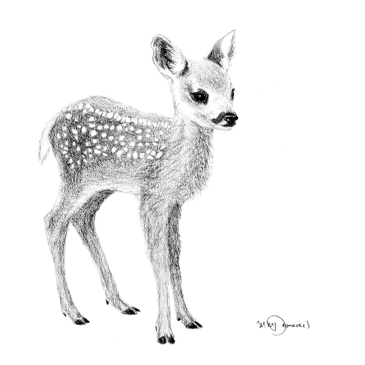 Cute Baby Deer