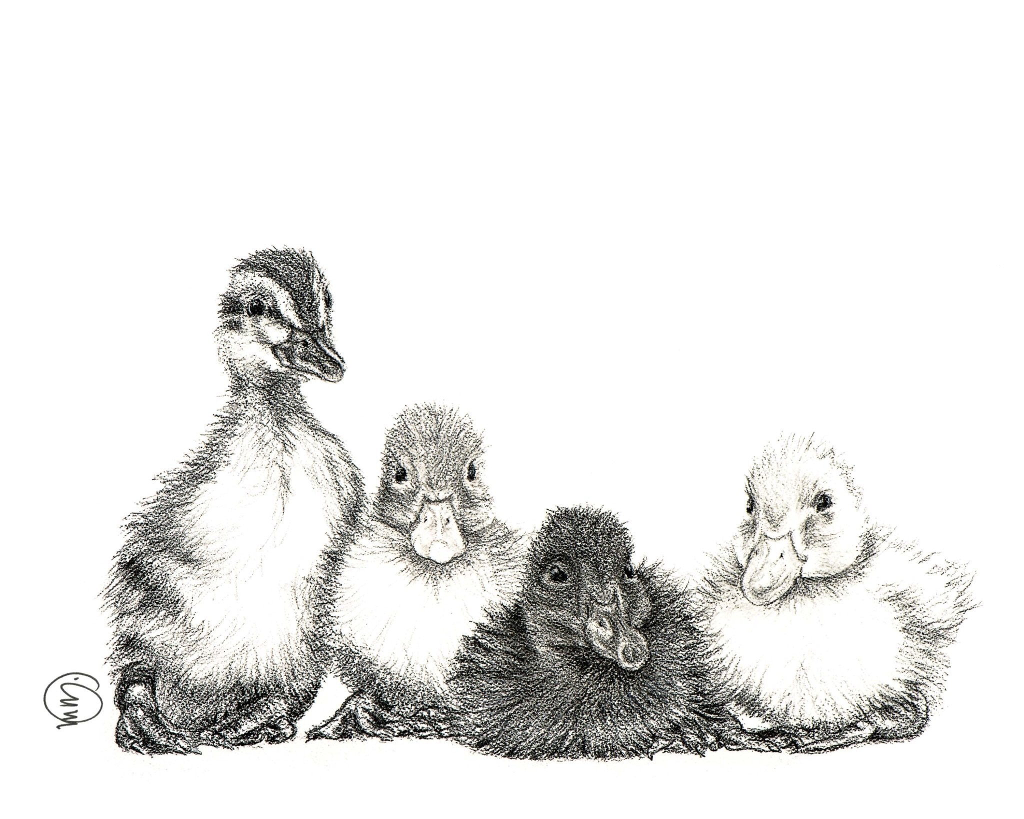 Cute Baby Ducklings