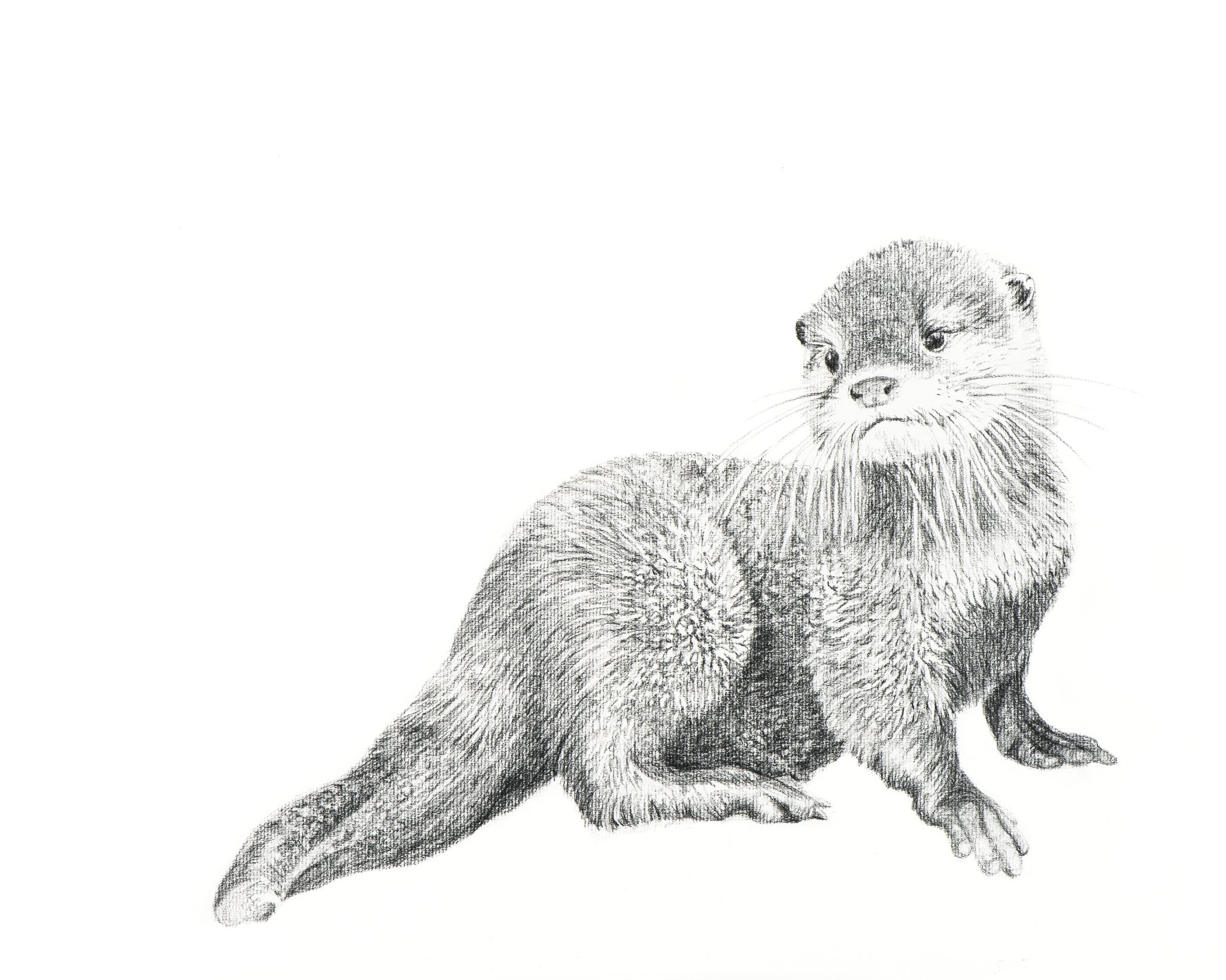 Cute Baby Otter