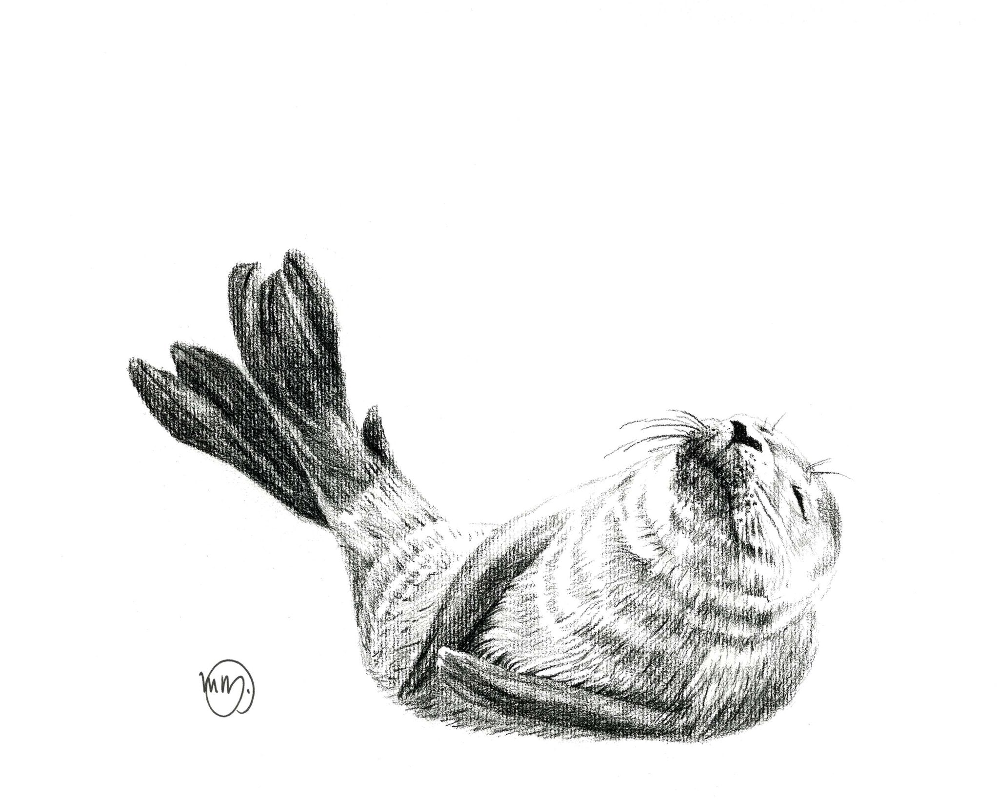 Cute Baby Seal