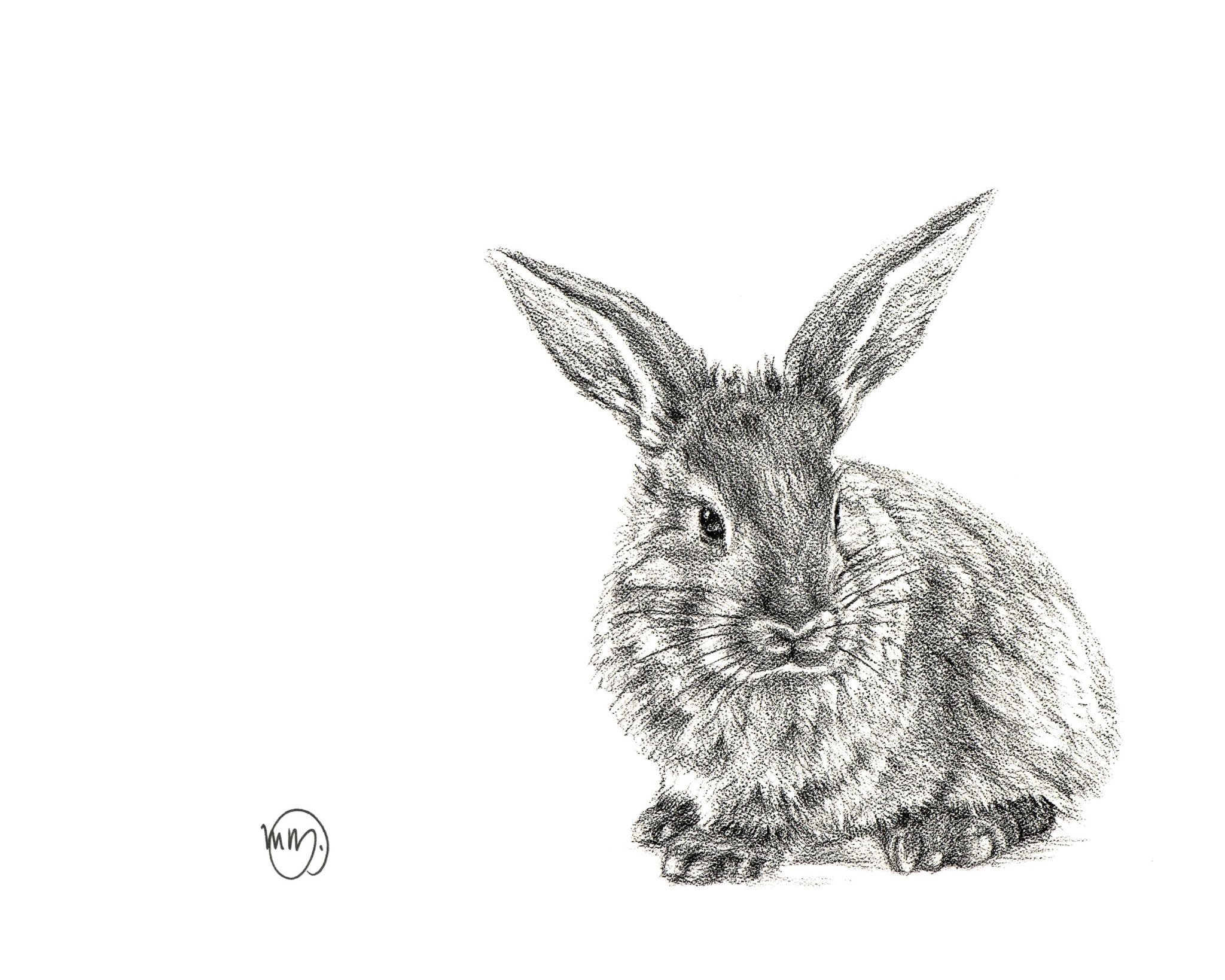Cute Rabbit