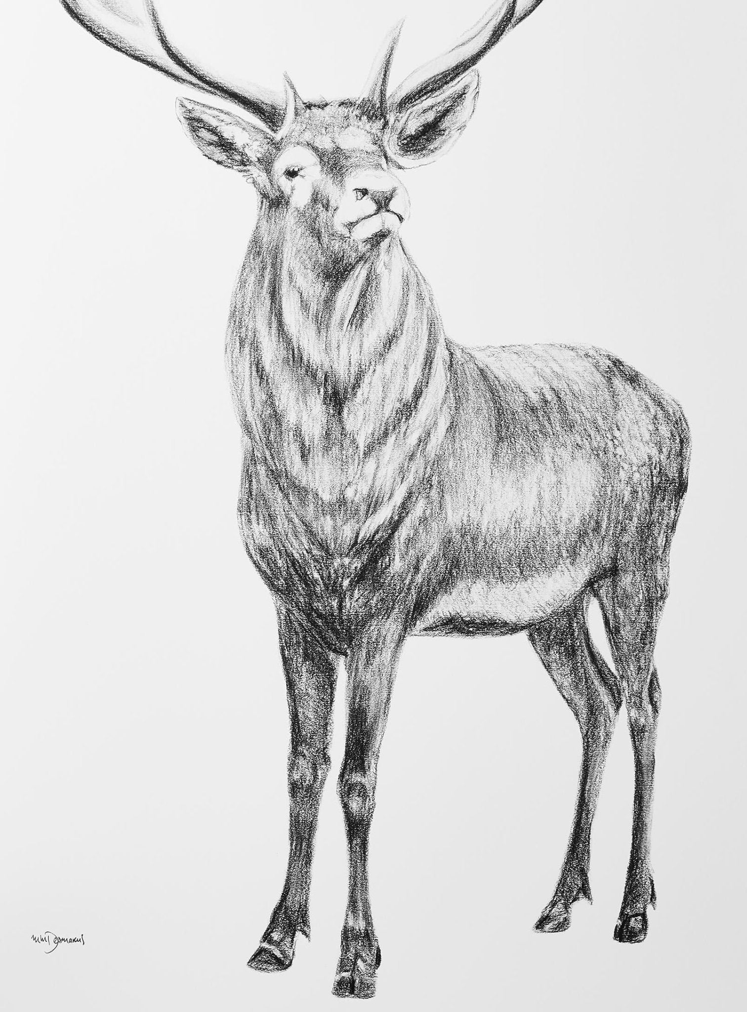 Deer with heart shaped antlers