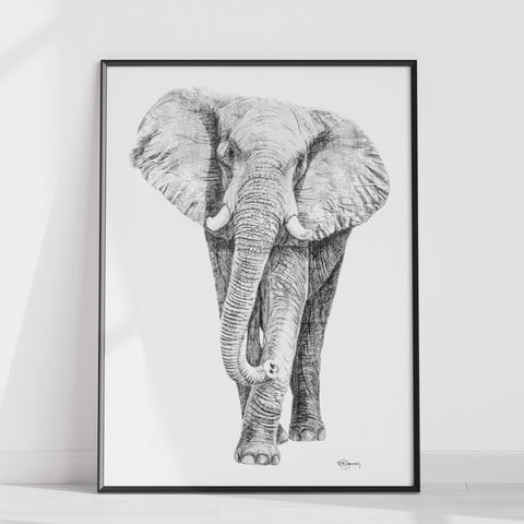 Elephant illustration - collaboration with La Fondation du Zoo de Granby